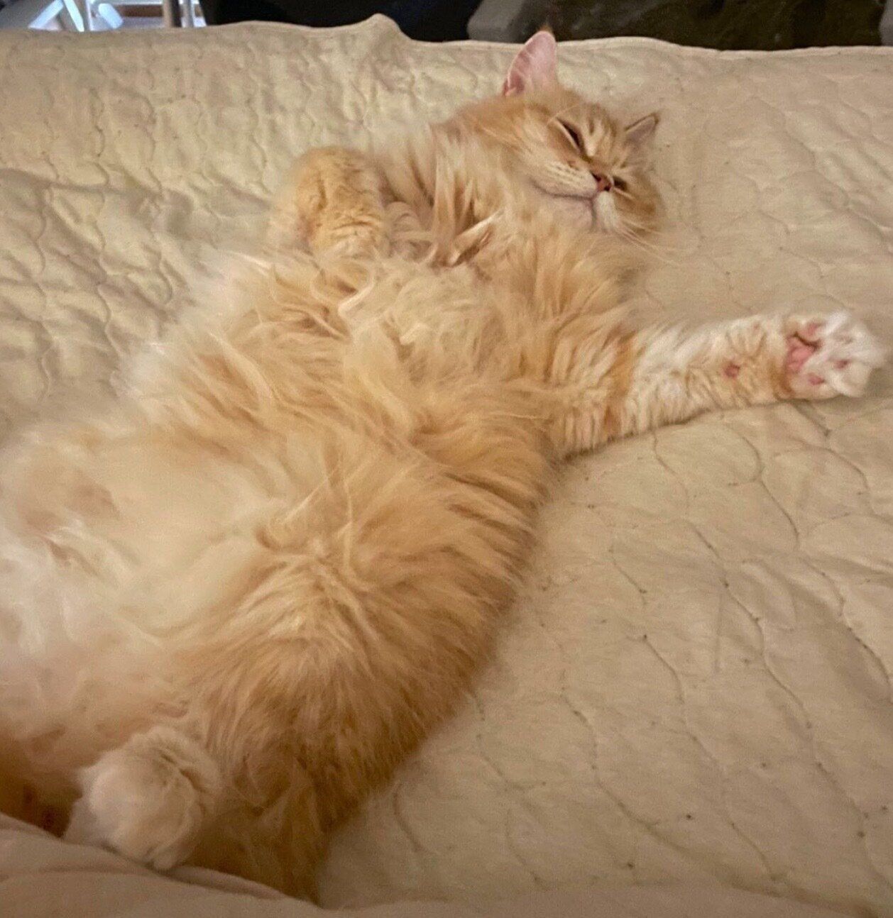 ヘソ天するししまるくん