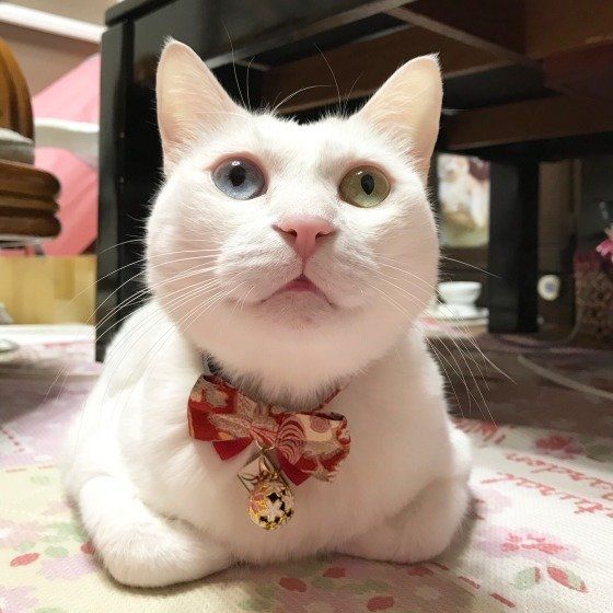 ホットカーペットの上であたたまる白猫