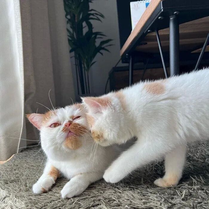 もずくちゃんが大好きすぎるがじゅまるくん