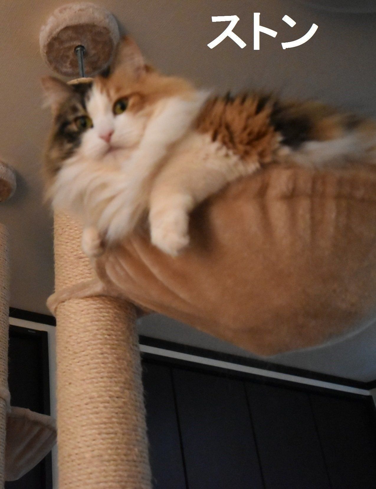 画像／ねこのきもち2019年８月号『猫よ、すんのかい　せんのかい　せーへんのかいっ！』