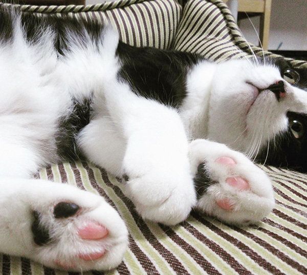 はちわれ猫のからしちゃん