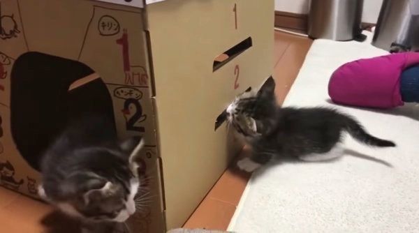 とび箱で遊ぶ猫
