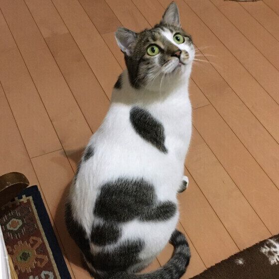 MIX黒白のうしまるくん