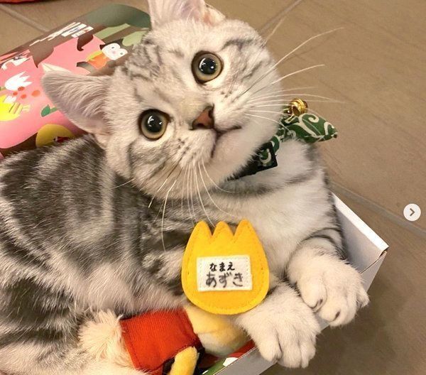 見つめるあずきちゃん