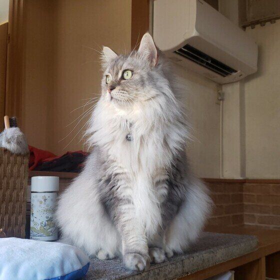 サイベリアンのさくらちゃん