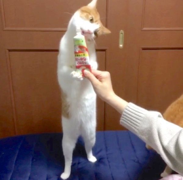 ちゅ〜るを食べる猫