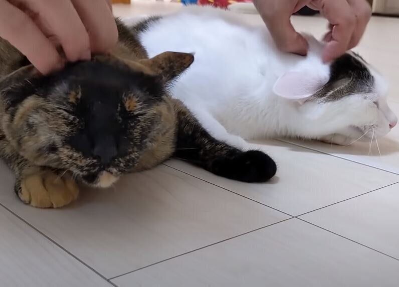 なでられる2匹の猫