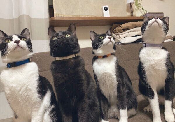 仲良く並ぶ4兄弟