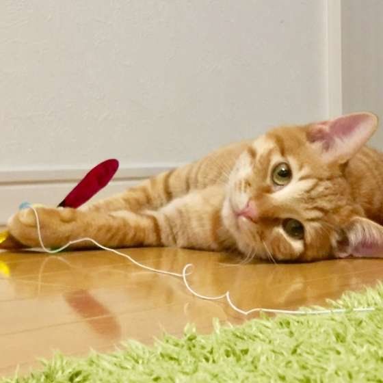 寝転がる茶トラ