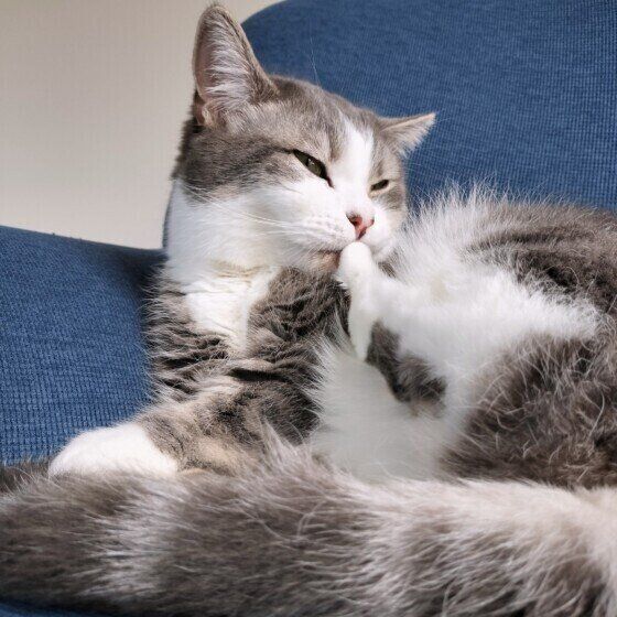 ミヌエットのゆきちくん♪