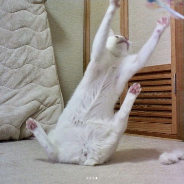 体幹がいいニャンコ