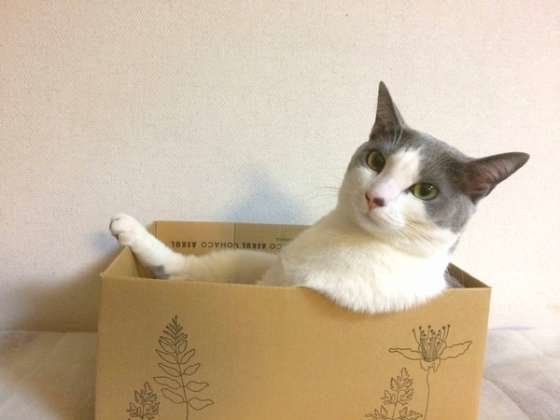 ダンボールの中に入るMIX猫