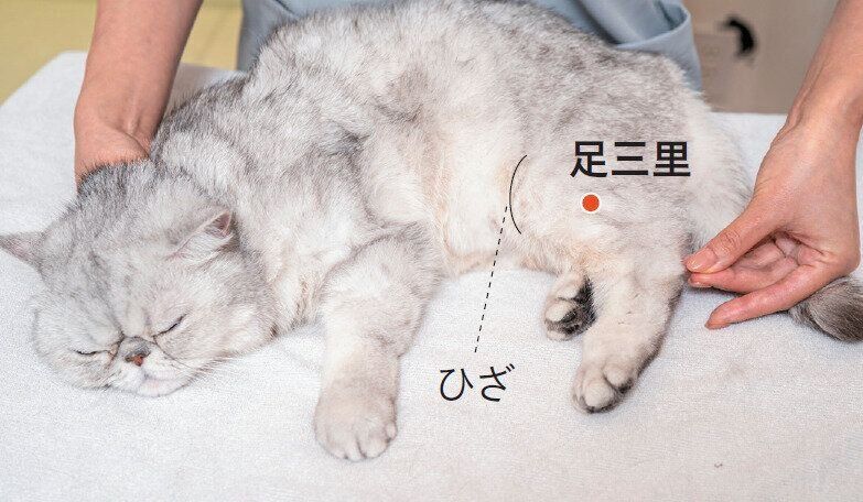 猫の足三里の位置