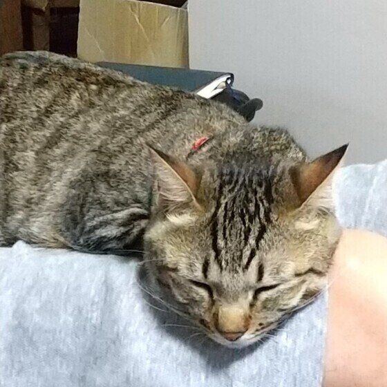 おひざにのっている出雲ちゃん