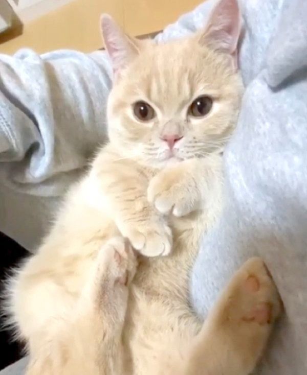 くつろぐむぎちゃん