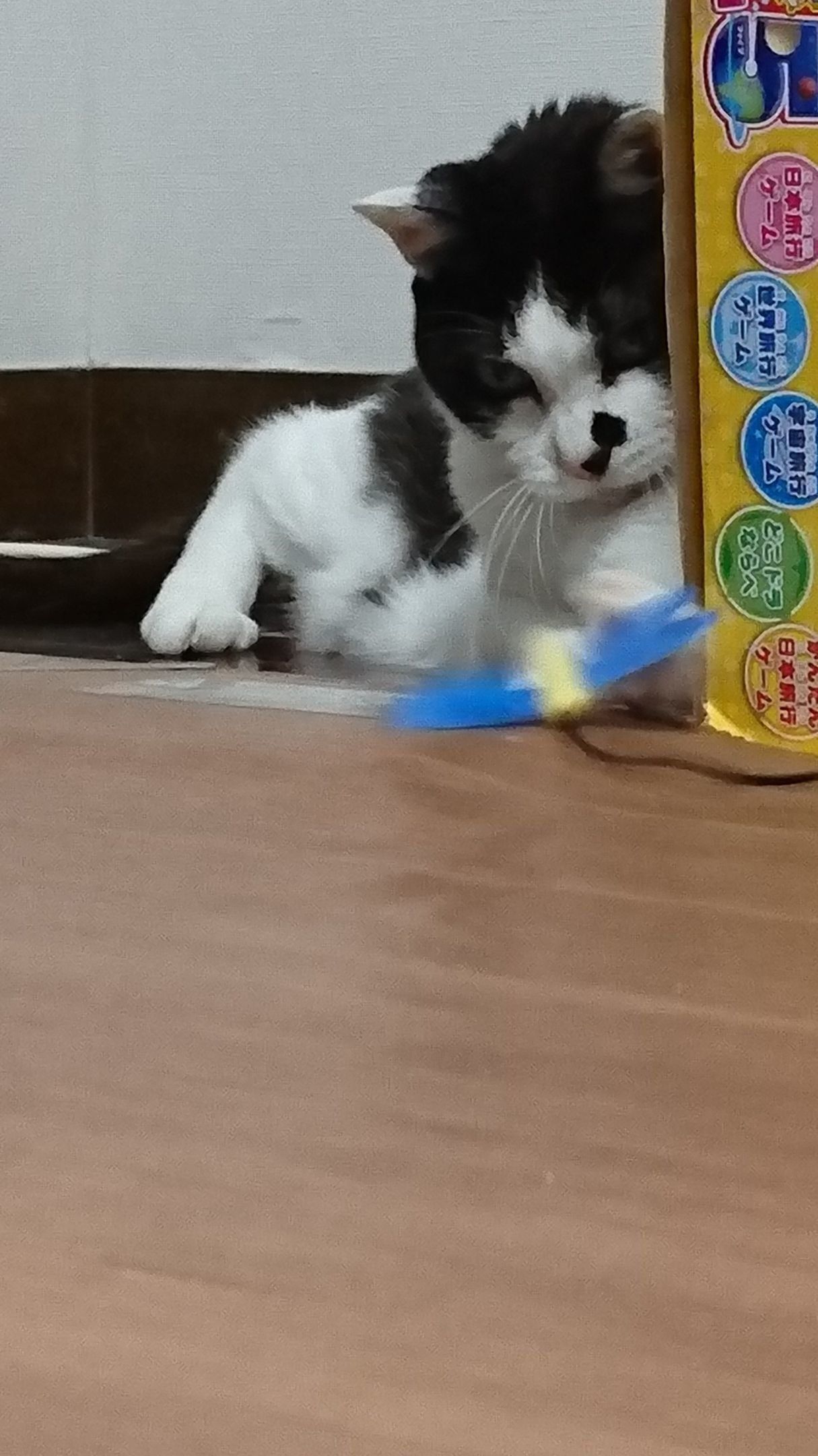 トンボくんを初キャッチ