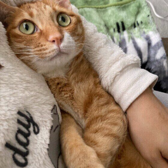 Mix（茶×白）の寅吉くん♪