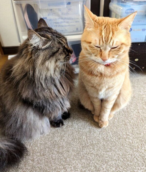 ララちゃんに見つめられるぷりんちゃん