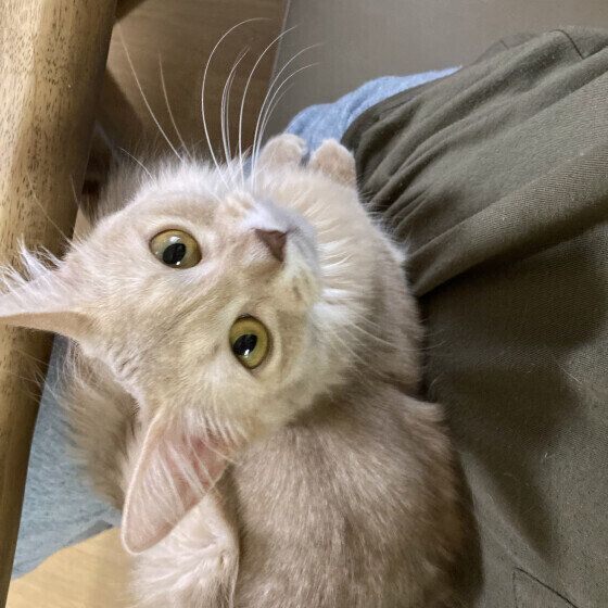 ソマリのメイちゃん 