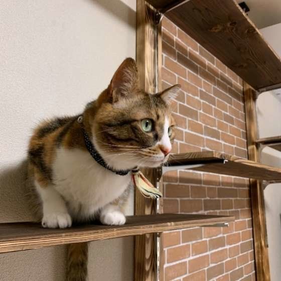 キャットウォークにのるチャイちゃん
