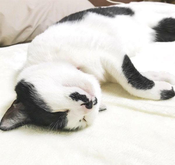 おヒゲがチャームポイントの元保護猫・ランちゃん