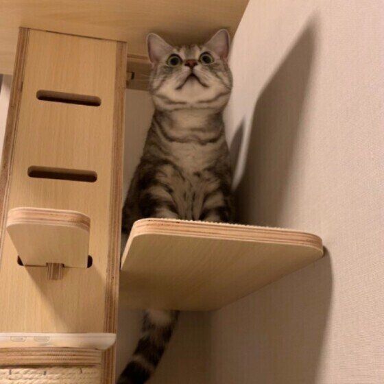 なにかを見つめるアメリカンショートヘア