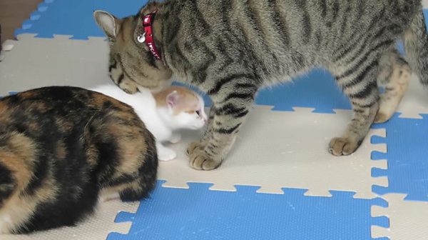 孫を溺愛する猫