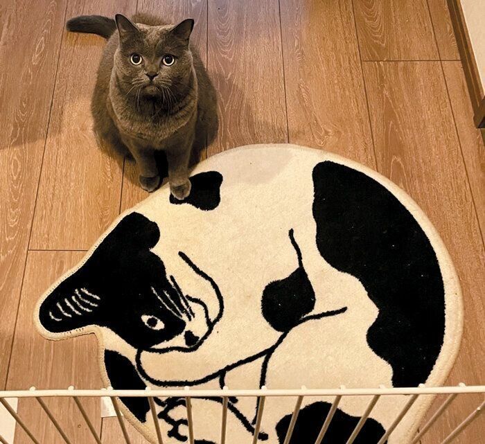 飼い主さんを出迎える猫