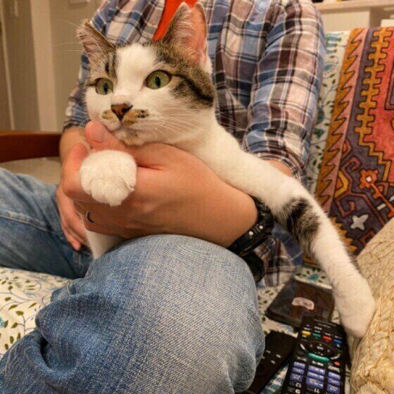 ももこちゃん（日本ネコ）