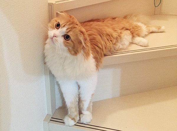 見つめるスコティッシュフォールド