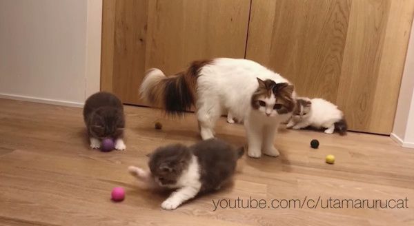 ボールで遊ぶ猫