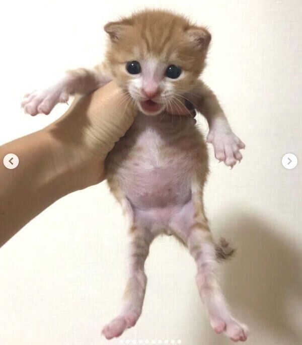 目が開いたシンバさん