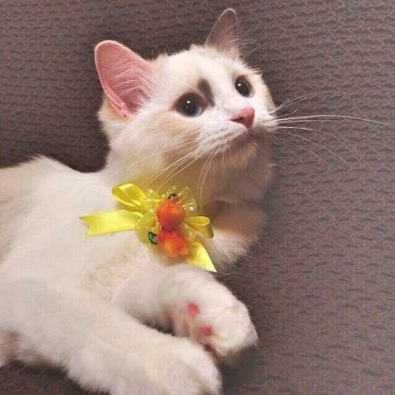 見上げるラグドール