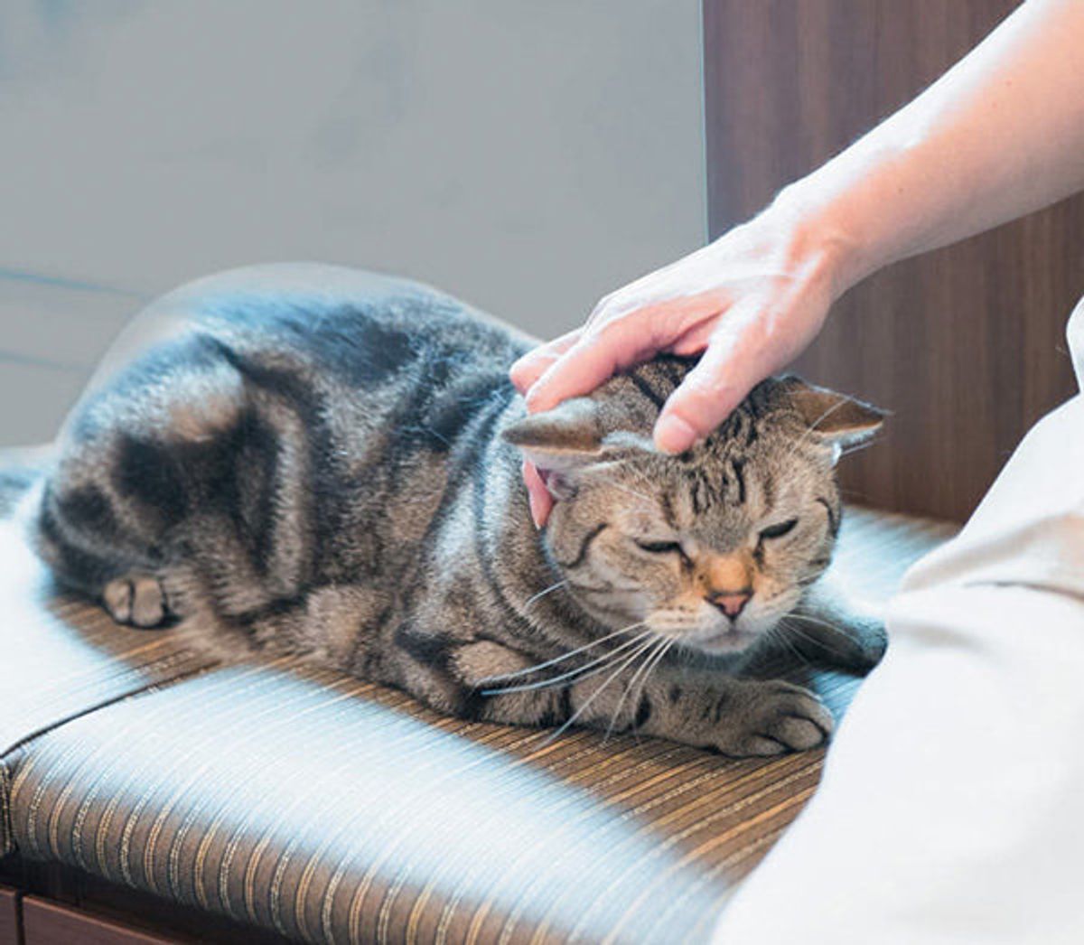 静かでのんびりな秋の夜 愛猫のために 5つのこと をするべし ねこのきもちweb Magazine 静かでのんびりな秋の夜 愛猫のために 5つのこと をするべし ねこのきもちweb Magazine