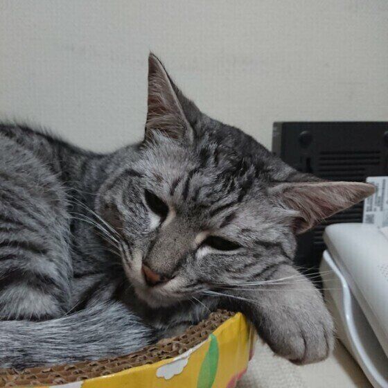 セルフ腕枕中のこまちちゃん