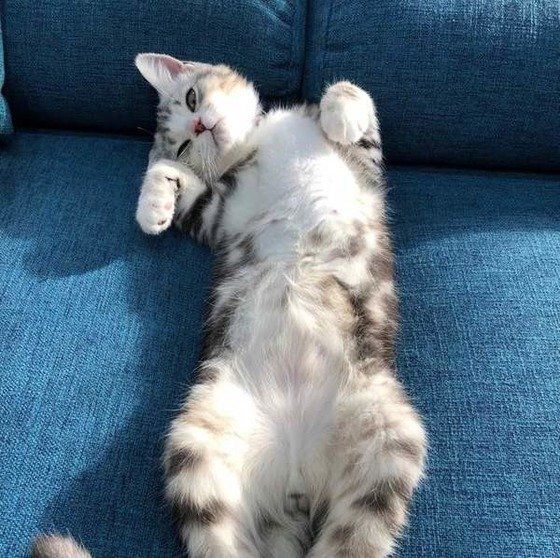 ソファに寝そべるスコティッシュフォールド