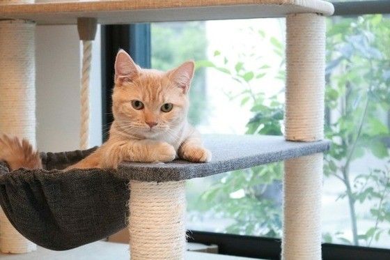 見つめるマンチカン