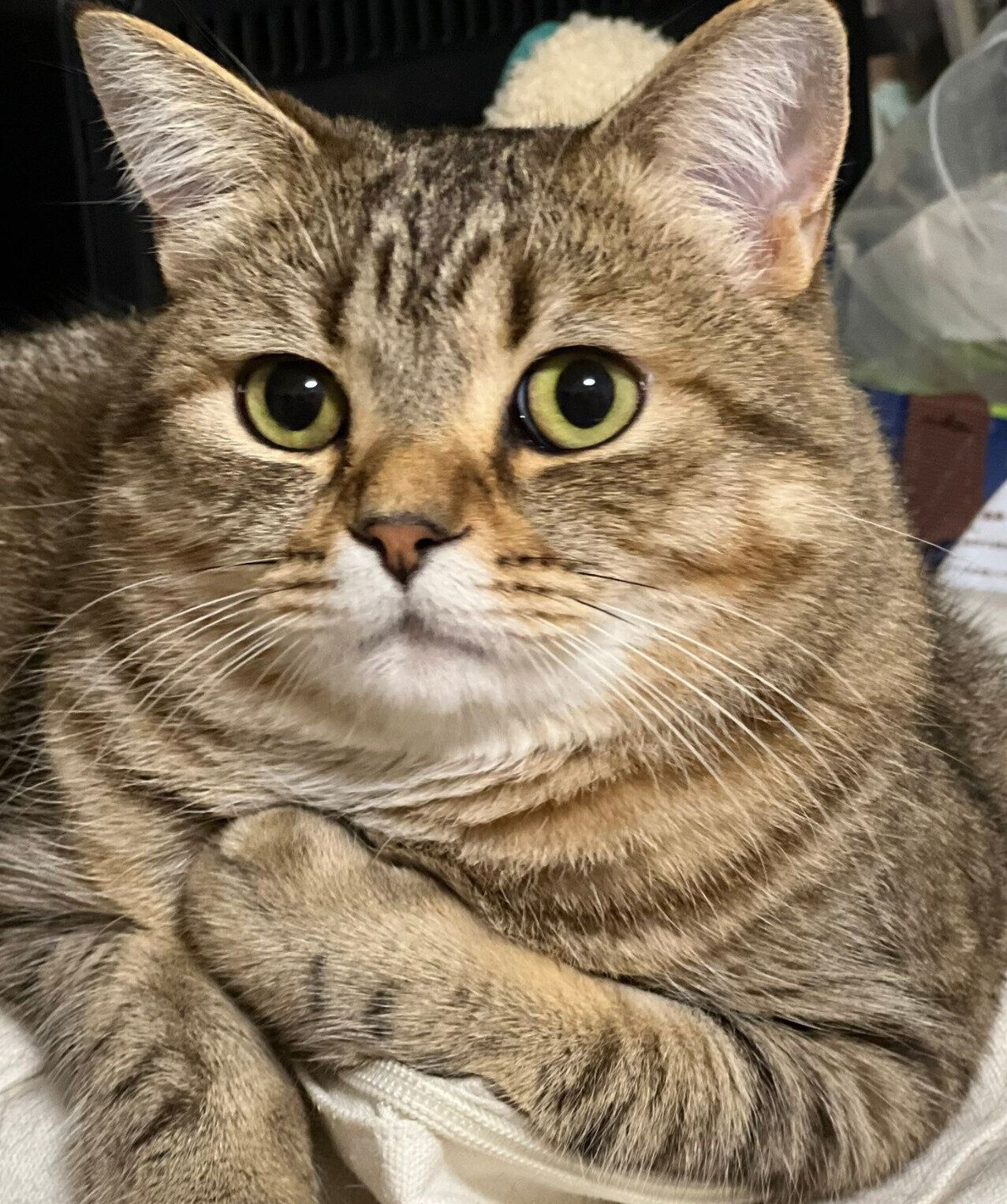 見つめるsellyくん