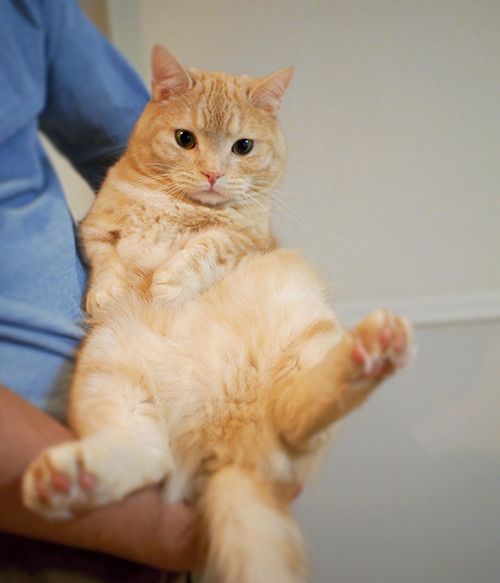 マンチカンのぷーちゃん