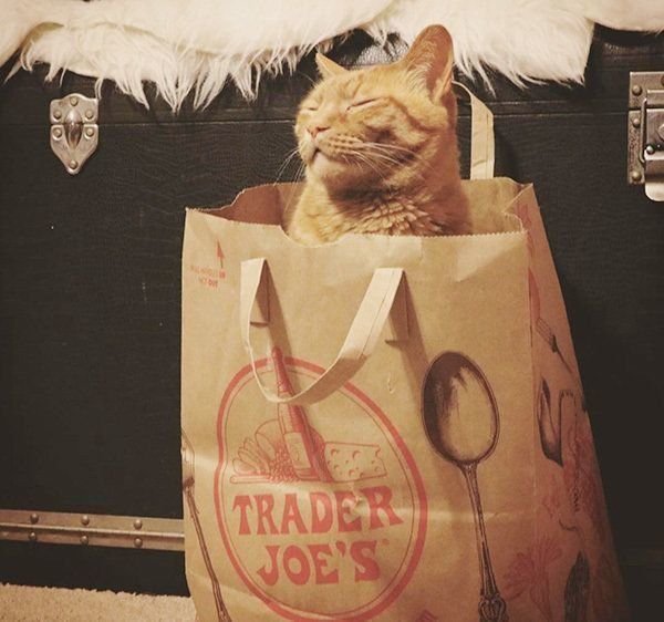 立ったまま眠る猫