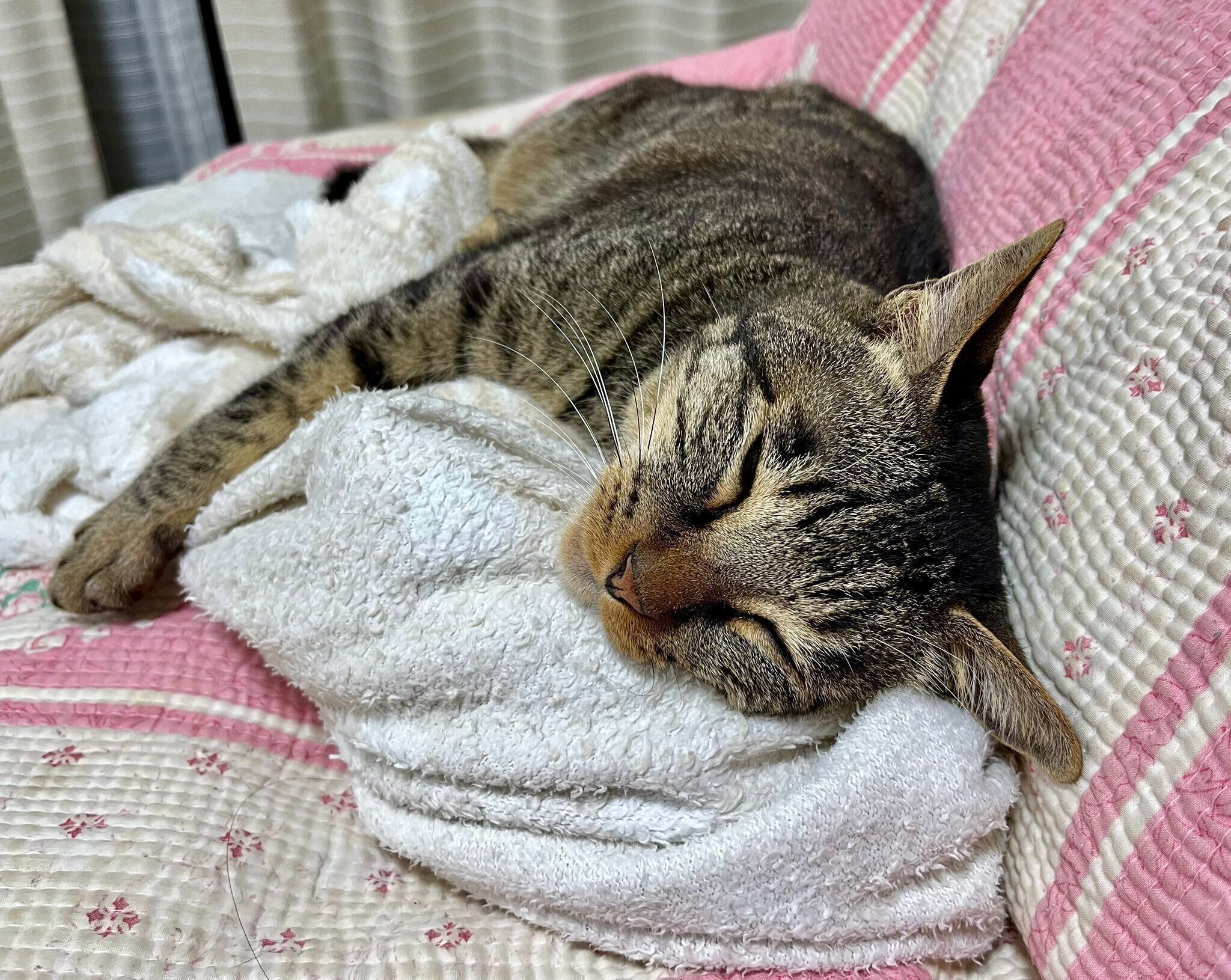 リラックスしている猫