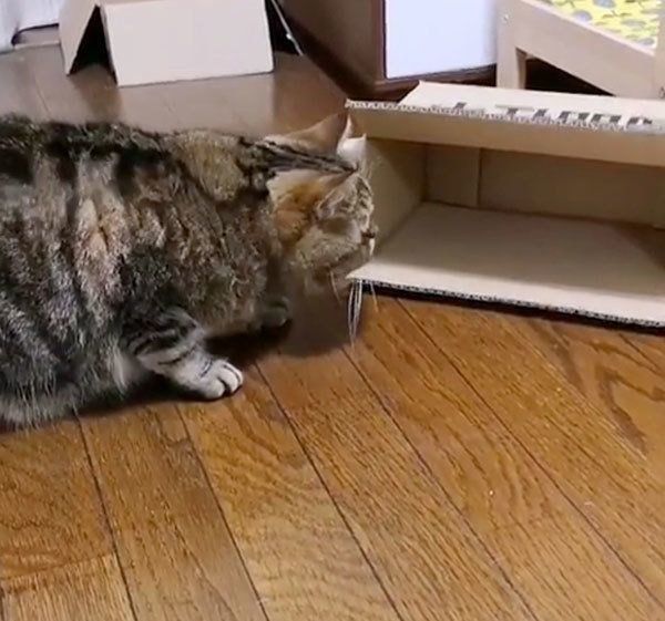 箱に入りたい寅次郎くん