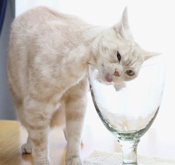 ちゅ〜るを食べる猫