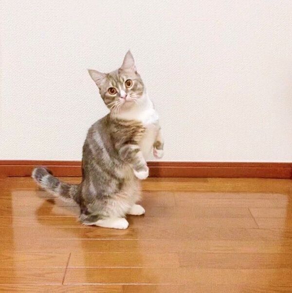 見事な立ち姿を見せるわらびくん