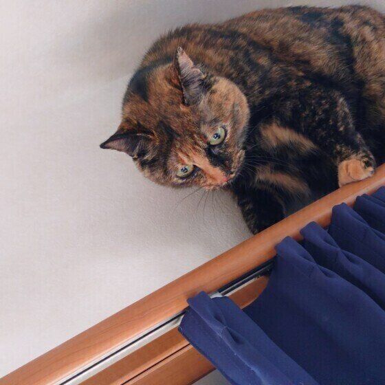 サビの凛ちゃん