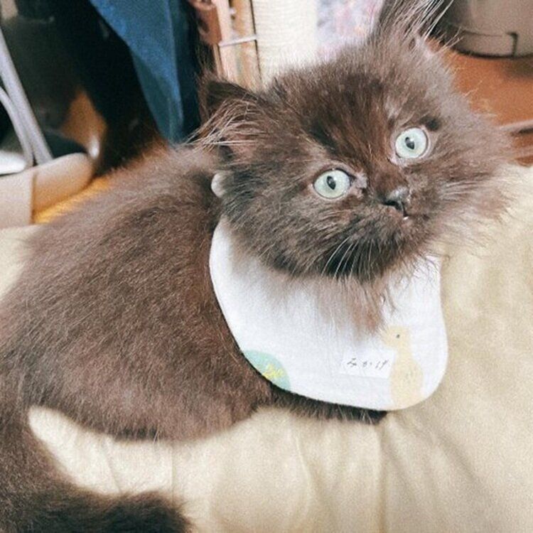 お迎えした当時の子猫だったみかげくん