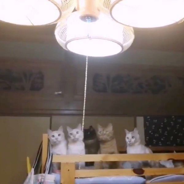 カメムシに興味津々な猫たち