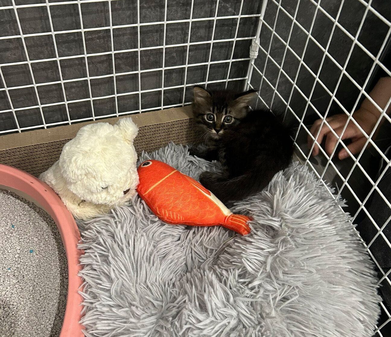 お迎え初日に撮影したてんちゃん