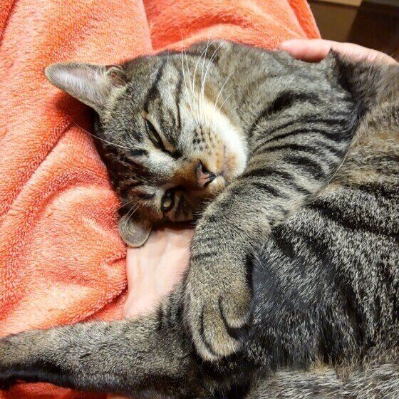 キジトラ猫のハルちゃん