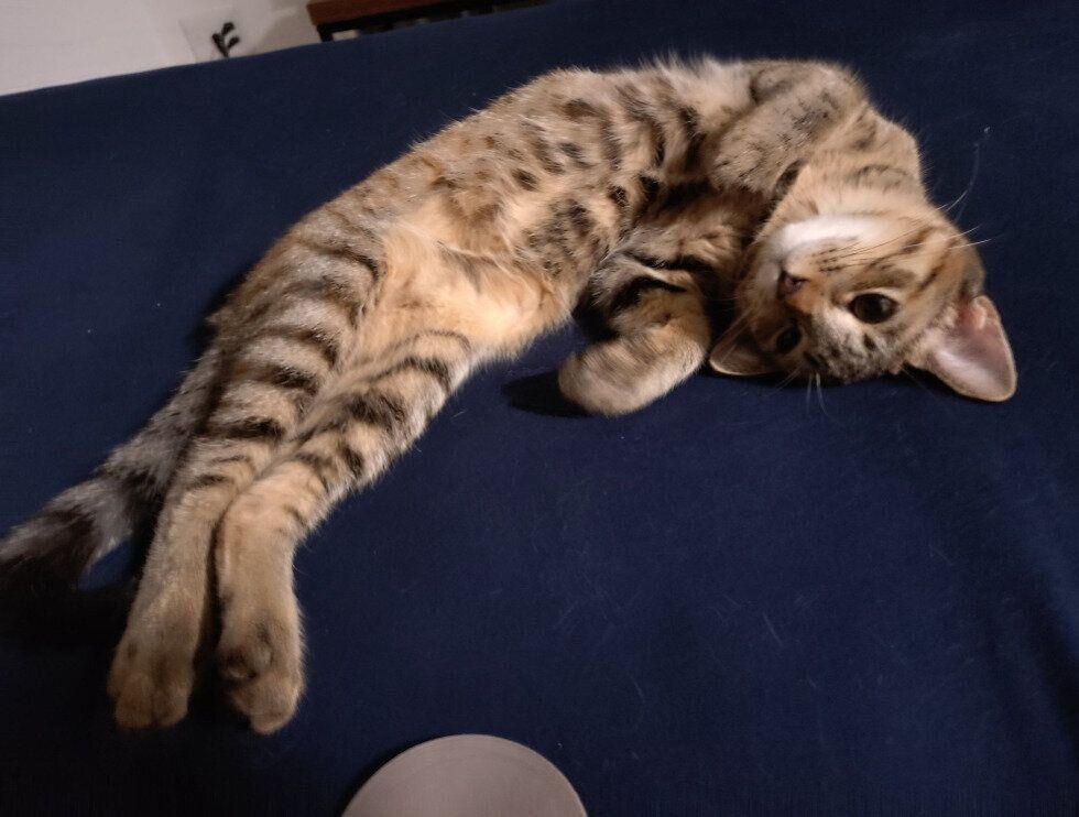 生後5カ月頃の猫